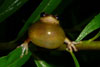 Bleating Tree-frog