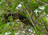 Wompoo Fruit-dove