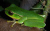 Cascade Tree-frog