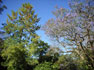 Flowering Silky Oak and Jacaranda