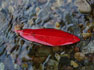 The red leaf of a Blue Quandong