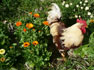 Rudyard the rooster